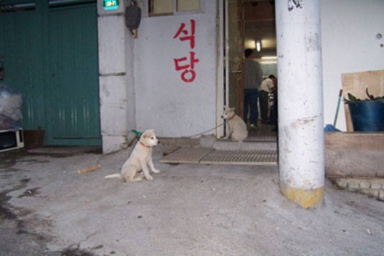 보신탕 집 앞에서 발견한 식견 